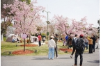 3月宝山顾村公园樱花盛放，旅游攻略带你畅
