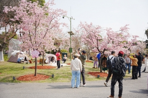 3月宝山顾村公园樱花盛放，旅游攻略带你畅游花海
